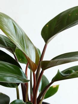 Rojo Congo (Large) – Greenkin