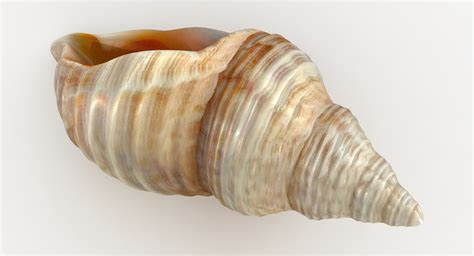 Image result for Shell Anklets