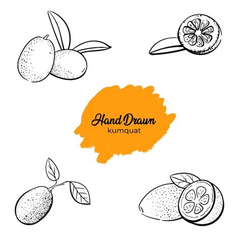 Illustration de croquis de ligne du fruit du kumquat Illustration ...