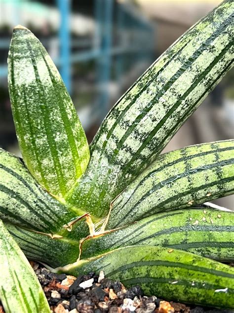 Sansevieria Rocker – Fermosa plants