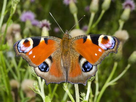 Butterfliesw and moths | Nymphalidae