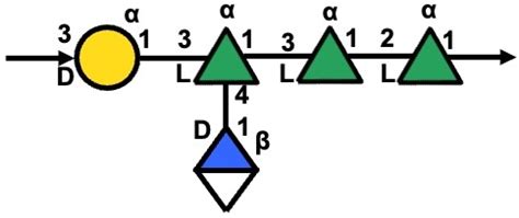 K antigen structure