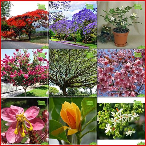Creative Farmer Garden Plant Seeds Combo Tree Seeds : Blue Jacaranda ...