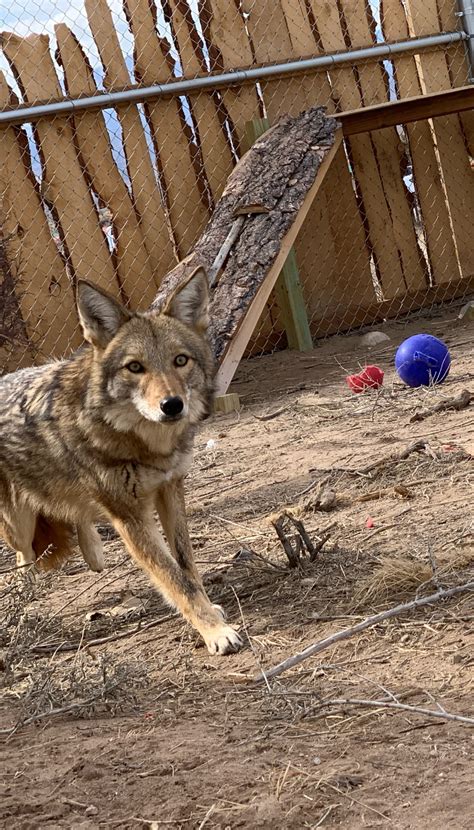 Meet the Animal Ambassadors - New Mexico Wildlife Center