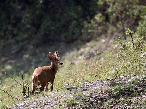 Flora & Fauna of Sattal Campsite | New Delhi YMCA