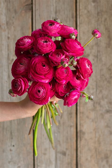 Italian Ranunculus - Hot Pink – FlorelieAU
