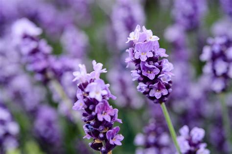 Lavender Plant Types