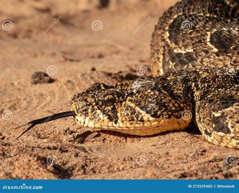 Puff Adder, a Dangerously Venomous Snake Viper from South Africa. Stock Image - Image of stripe ...