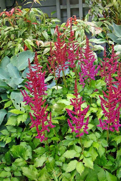 The Best Hydrangeas for Shade: 6 Stellar Choices - Hydrangea Love