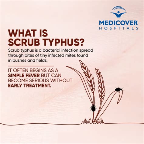 Beat Scrub Typhus: What Causes It and How to Protect Yourself