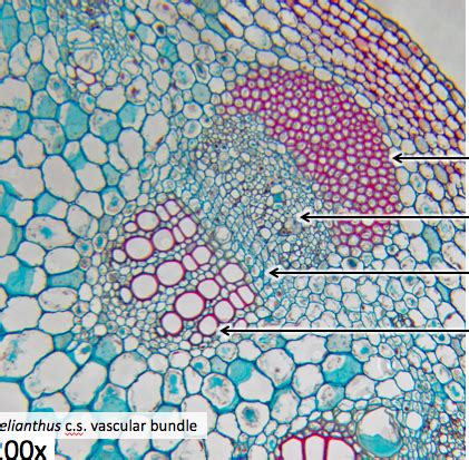 eudicot stem vascular bundle Diagram | Quizlet