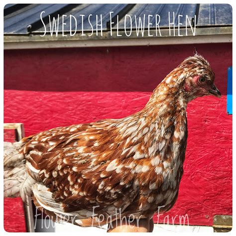 Swedish Flower Hens aka Skånsk Blommehöna Chicks available at Flower ...