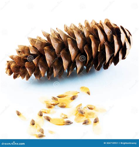 Open Pine Cone and Seeds on a White Surface. Stock Illustration ...