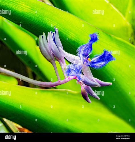 Dayflower (Cochliostema odoratissimum) is an epiphyte herb native to ...