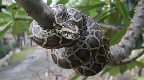 Image result for Burmese Python Food Chain