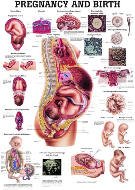Anatomical Worldwide Pregnancy and Birth Laminated Anatomy Chart India ...