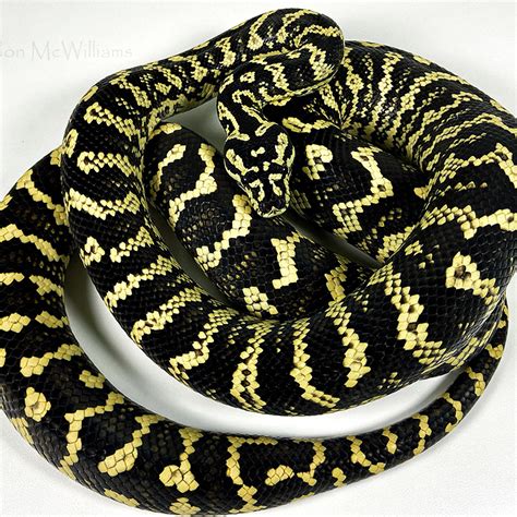 Adult Female Jungle Carpet Python 的图像结果