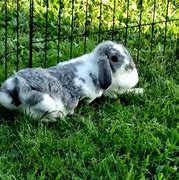 Image result for Holland Lop Colors Chart