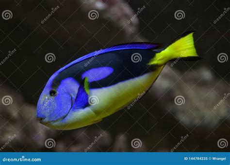 Blue Surgeonfish Paracanthurus Hepatus Stock Image - Image of flagtail ...