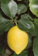 Control of flower falling in lemon plant - National Innovation ...