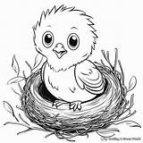 Bird Nest Coloring Page Printable