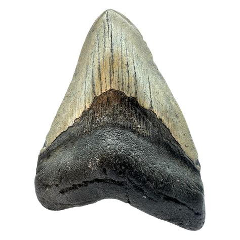 Megalodon Shark Tooth – CrystalCaveIndia