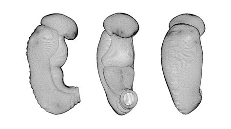 Image result for Third Week of Embryonic Development