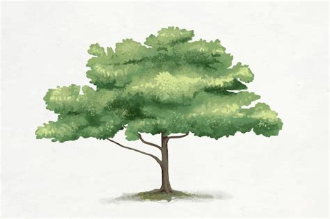 Baum gezeichnet Bilder - Kostenloser Download auf Freepik