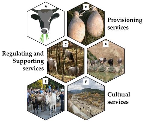 Perception of Ecosystem Services from Podolian Farming System in ...