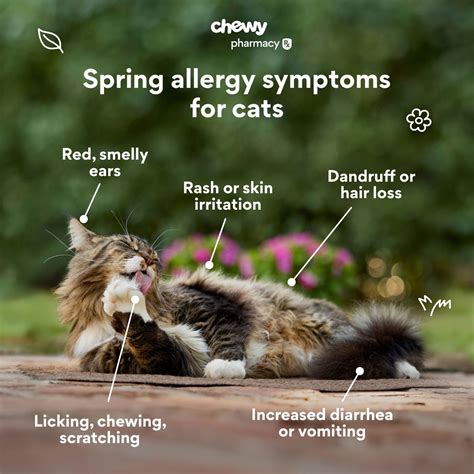 What Is Treatment Of Allergic Rhinitis And Urticaria In Cats - Infoupdate.org