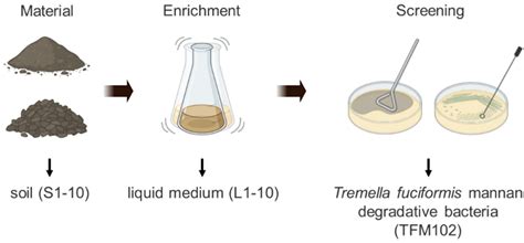 Microbiota Involved in the Degradation of Tremella fuciformis ...