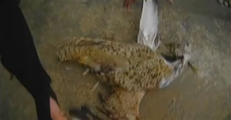 Image result for Exploding Bird