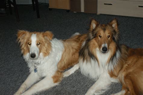 Hunde Kleinanzeigen | Hunde Annoncen | Hunde Inserate | Hunde ...