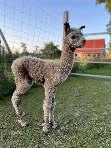 HERZ HQ Tóxica – Herzog-Alpakas