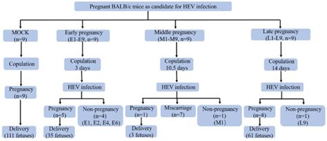Successful Establishment of Hepatitis E Virus Infection in Pregnant ...