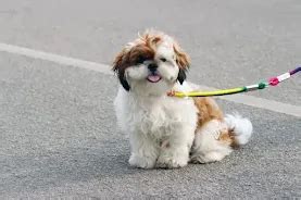 25 Best Small Dog Breeds in India you Will Fall in Love With