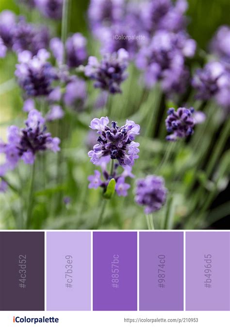 54 Best Lavender Color Palettes ideas | lavender color palette, purple ...