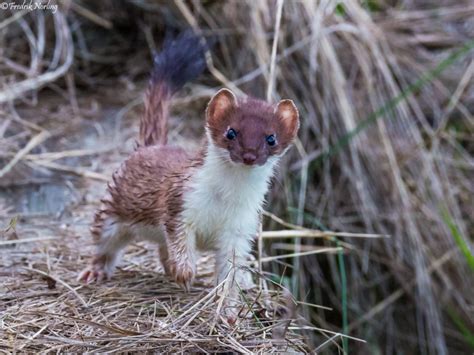 Image result for Stoat Predators
