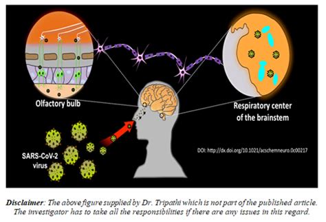 SERB supported study shows that collapse of respiratory center in the ...