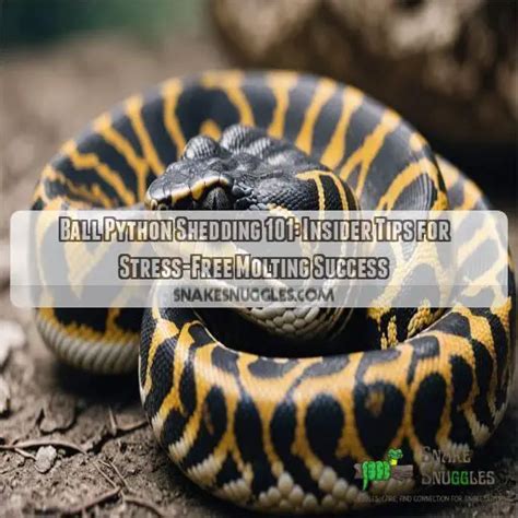 Image result for Stages Before a Python Sheds