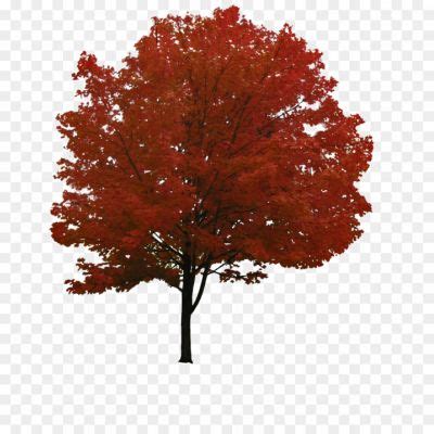 2D Tree Transparent PNG_802354 - Pngsource