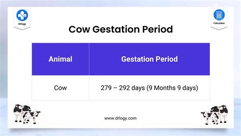 Cow Gestation Calculator for check Pregnancy Due Date | Drlogy
