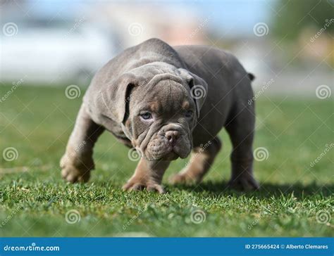 Spanish Bulldog Puppies