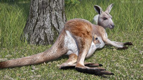 3D Mother Kangaroo with Baby Lying | 3D Molier International
