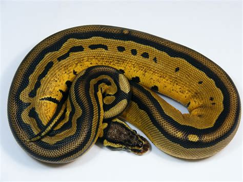 Image result for D Stripe Ball Python