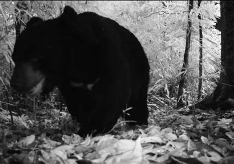 乐山沐川惊现亚洲黑熊！！！还发现了这些国家级动物？