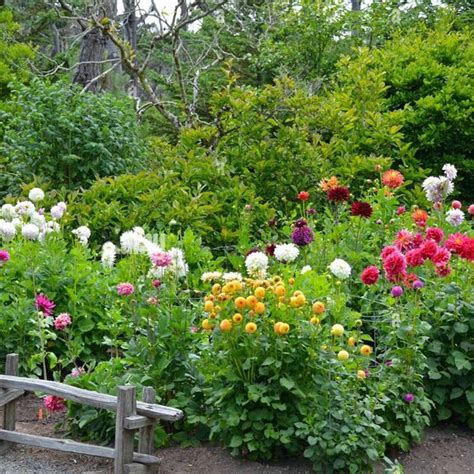 Buy Garden Plants Names online from Nurserylive at lowest price.