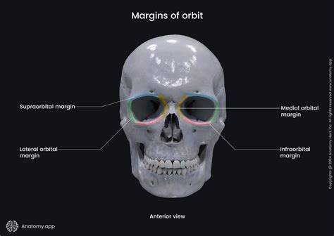 Orbit | Anatomy.app