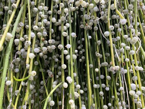 String Of Pearls Uses at Andrew Gillan blog
