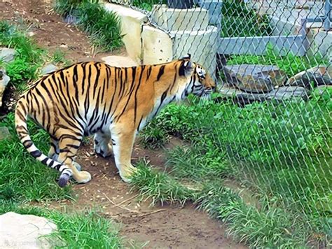 Zoo Mesh | Safe for Animals and Birds